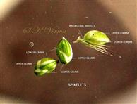  Spikelets
